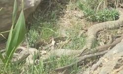 Hakkari’de Doğa Yürüyüşünde Nadir Görülen Dev Engerek Yılanı Görüntülendi