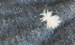 Elazığ’da nadir görülen ‘Dikenli Dantel Böceği’ görüntülendi