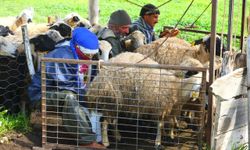 Şavakların yayla mücadelesi: Tulum peynirinin arkasındaki emek