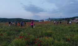 Bingöl’de doğal gelincik tarlası vatandaşların ilgi odağı oldu