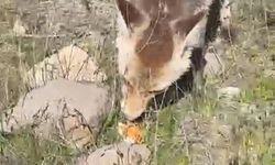 Ahlat’ta aç tilki piknik sofrasına ortak oldu