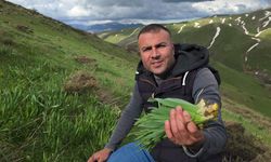 Bitlis yaylalarında çiriş otu mesaisi devam ediyor