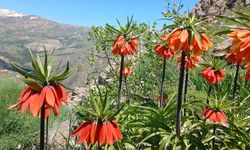 Hakkari'de 2 bin 700 rakımda ters laleler görüntülendi