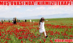 Muş Ovası'ndan kartpostallık görüntüler!