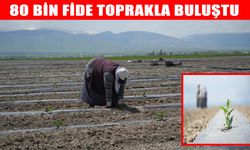 Muş’un aromatik karpuzunda sezonun ilk fideleri dikildi