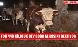 Muş’un 1,5 tonluk şampiyonu İstanbul yolcusu