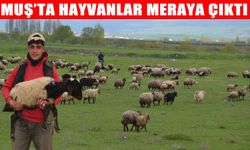 Muş Ovası’nda sürüler meralara indi