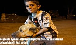 Erzurum’da ayılar çocuğa saldırdı, çoban köpeği kurtardı