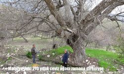Malatya’daki 270 yıllık ceviz ağacı zamana meydan okuyor