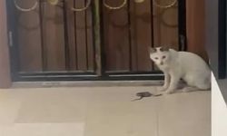 Kedinin yılanla oyunu kamerada