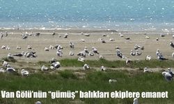 Van Gölü’nün Gümüş Balıkları İçin 7/24 Koruma Mesaisi