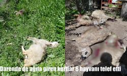 Darende’de kurtlar ağıla girdi: 6 küçükbaş hayvan telef oldu