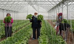 Erzincan’da sera marulunda hasat başladı