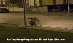 Kars'ta ayıların görev paylaşımı: Biri yedi, diğeri nöbet tuttu