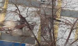 Kars’ta ağaçta mahsur kalan güvercini itfaiye ekipleri kurtardı