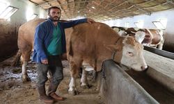 Elazığ’da 1 ton 200 kiloluk isimsiz tosun, alıcısını bekliyor