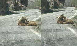Munzur Vadisi'nde Anne ayı yavrusunu yolda emzirdi