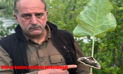 Oltu'da baykuş kelebeği görüntülendi