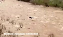 Bingöl'de sel sularına kapılan at telef olmaktan son anda kurtuldu