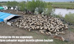 Türkiye’de ilk kez uygulandı: Afgan çobanlar asgari ücretle göreve başladı
