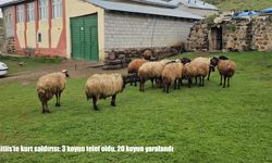 Bitlis’te kurt saldırısı: 3 koyun telef oldu, 20 koyun yaralandı