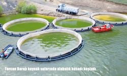 Tercan Barajı kaynak sularında alabalık hasadı başladı