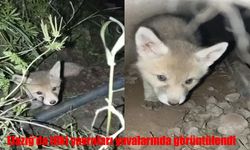 Elazığ’da tilki yavruları yuvalarında görüntülendi