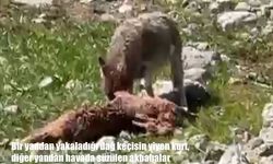 Bir yandan yakaladığı dağ keçisin yiyen kurt, diğer yandan havada süzülen akbabalar