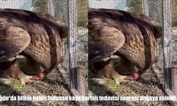 Iğdır’da bulunan kaya kartalı sağlığına kavuşarak doğaya bırakıldı