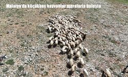 Malatya'da küçükbaş hayvanlar meralarla buluştu