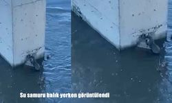 Ardahan'da su samuru balık yerken görüntülendi