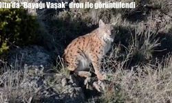 Oltu'da "Bayağı Vaşak" görüntülendi