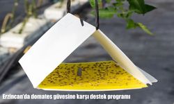 Erzincan’da domates güvesine karşı %75 hibeli destek programı