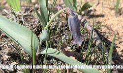 Baskil Ters Lalesi’ni Koparana 487 Bin TL Ceza