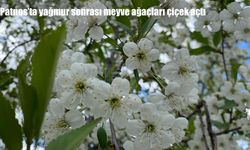 Patnos’ta çiçek açan ağaçlar kartpostallık görüntüler oluşturdu