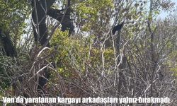 Van'da yaralanan kargayı arkadaşları yalnız bırakmadı