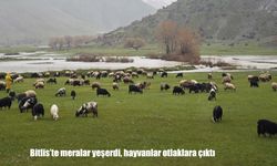 Bitlis’te meralar yeşerdi, hayvanlar otlaklara çıktı