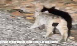 Tunceli’de vaşak görüntülendi