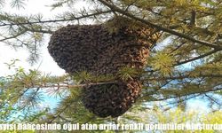 Kayısı bahçesinde oğul atan arılar renkli görüntüler oluşturdu