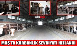 Muş’ta kurbanlık sevkiyatı hızlandı: 50 bin hayvan il dışına gönderilecek