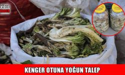 Muş’ta kenger otu tezgahlarda yerini aldı
