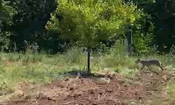 Kayısı bahçesinde çalışan çiftçi kurtla karşılaştı