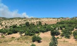 Dicle’de ağaçlık alanda yangın