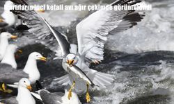 Van’da martılar ile inci kefallerinin mücadelesi kamerada