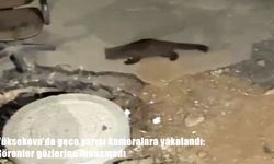 Yüksekova’da görüntülenen sarsar dikkat çekti