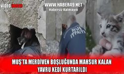 Muş’ta yavru kediye "Hayat" dokunuşu