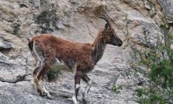 Erzurum’da Dağ Keçileri Karayoluna İndi