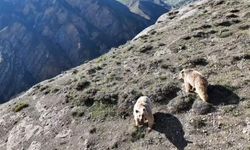 Erzincan’da ayıları drone ile uzaklaştırdı, ettiği beddua güldürdü