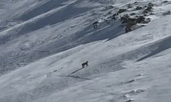 Bitlis'te nesli tehlike altında olan vaşak görüntülendi