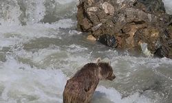 Tunceli'de anne ayı ve yavruları kamerada